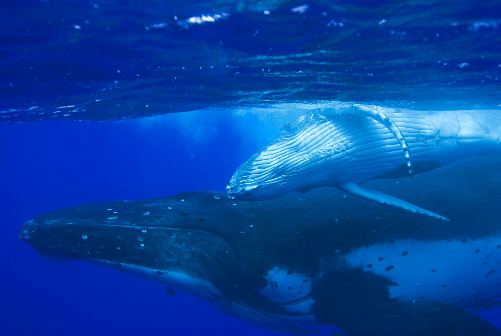 Humpback whale (megaptera novaeangliae) Mother and calf. South Pacific