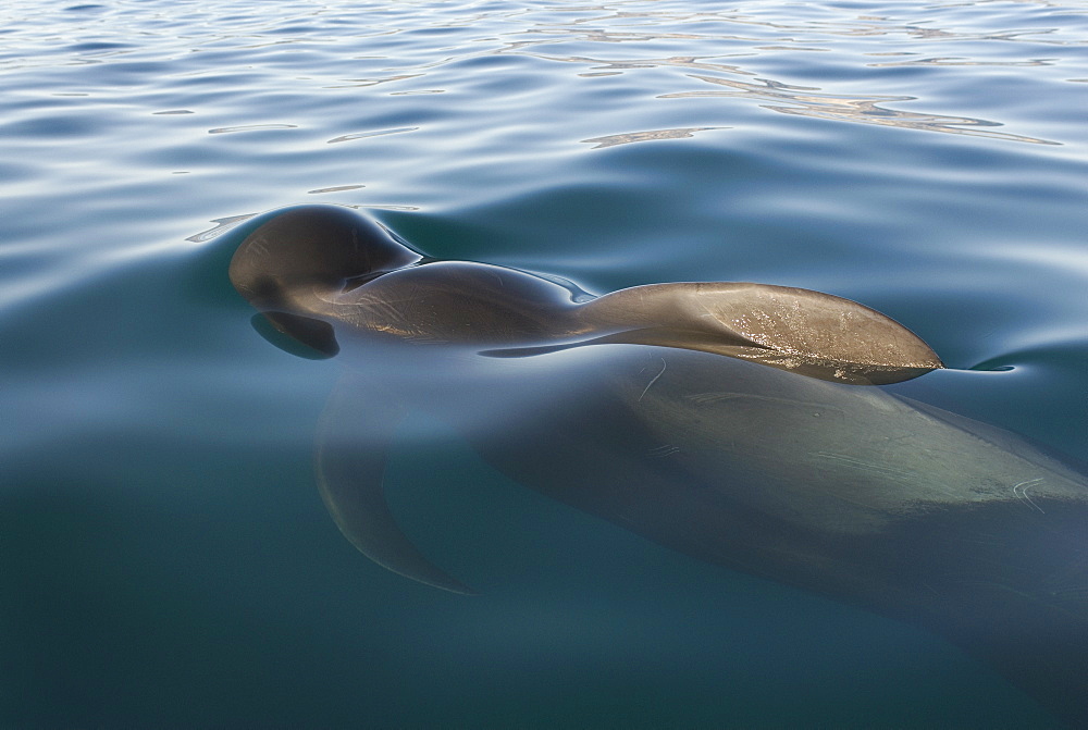 Short finned pilot whales (globicephala macrocephalus) A pilot whale in calm water. Gulf of California.