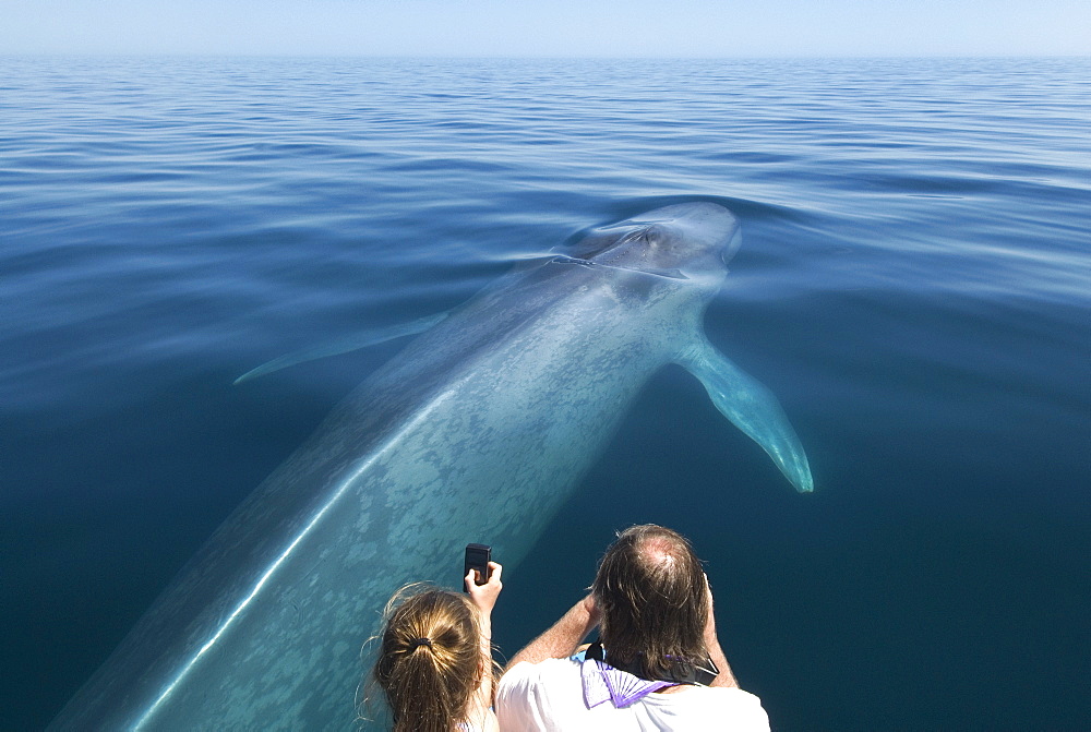 Blue whale (balaenoptera musculus) A blue whale being photgraphed with a variety of device. Gulf of California.