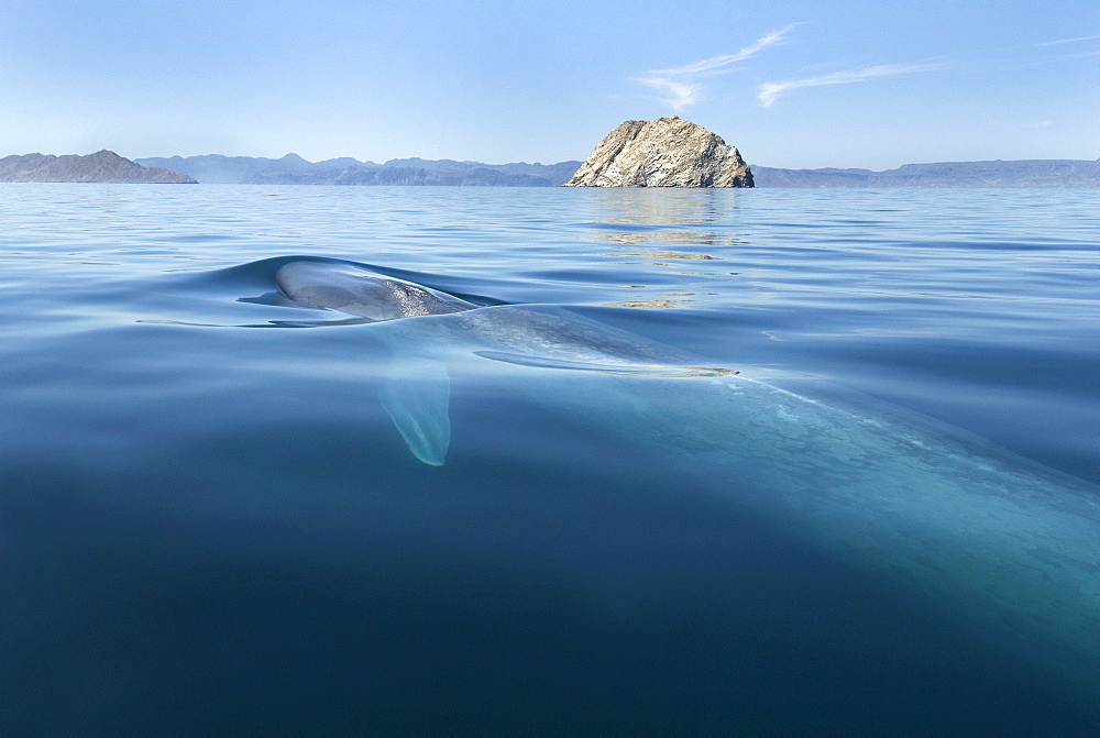 Blue whale (balaenoptera musculus) A surfacing blue whale showing the pectoral fin.  Gulf of California.