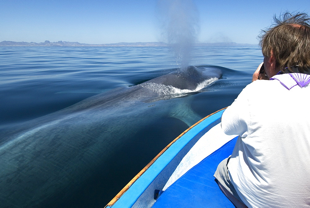 Blue whale (balaenoptera musculus) A very calm blue whale surfaces beside a tourist boat. Gulf of California.