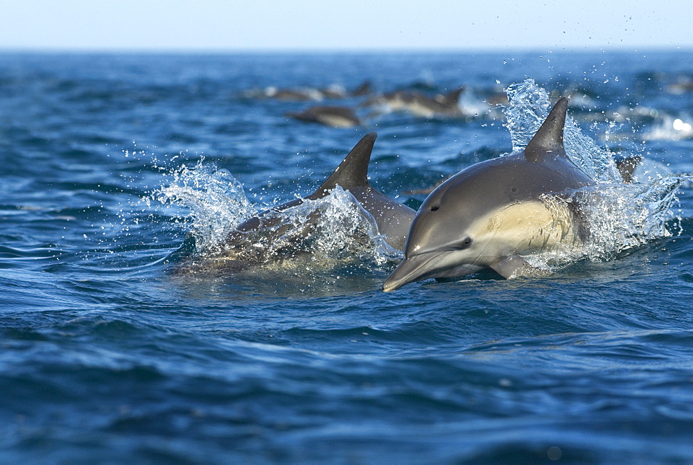 Common dolphin (delphinus delphis) The head of an approaching dolphin. Gulf of California.