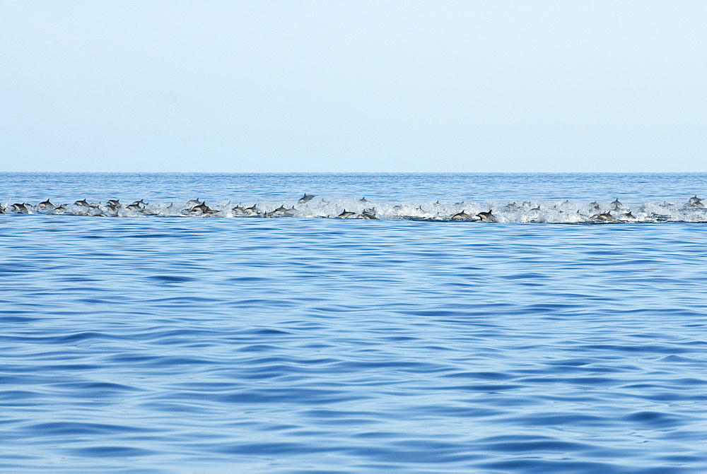 Common dolphin (delphinus delphis) A group of dolphin at high speed.  Gulf of California.