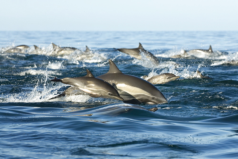 Common dolphin (delphinus delphis) An adult and young. Gulf of California.