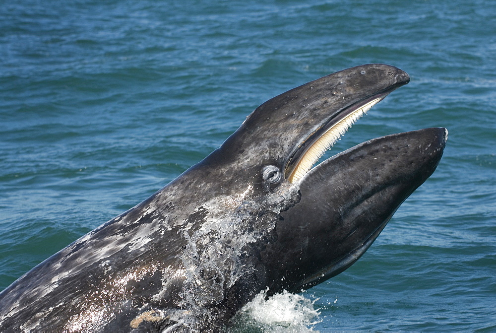 Gray whale (eschrictius robustus) A gray whale trailng water from its mouth and showing the baleen. Gulf of California.