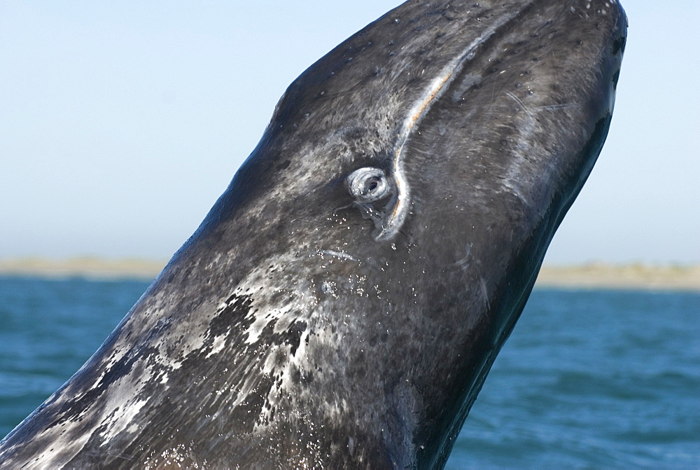 Gray whale (eschrictius robustus) The eye of a gray whale that breached beside the photgraphers boat.  Gulf of California.