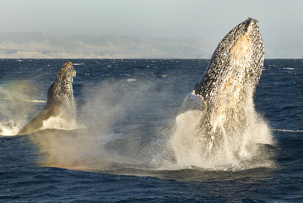 Humpback whale (megaptera novaeangliae) A pair of humpbacks breach simultaneously in the dawn light. Gulf of California.