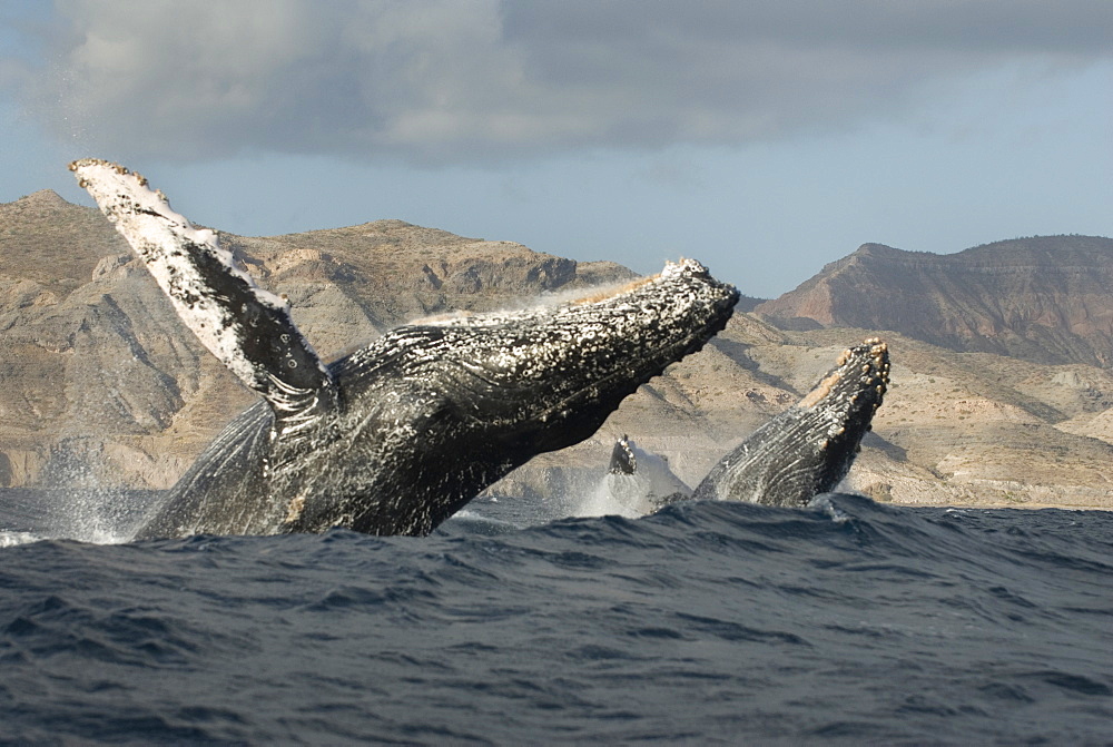 Humpback whale (megaptera novaeangliae) Two humpbacks breach in a big swell.  Gulf of California.