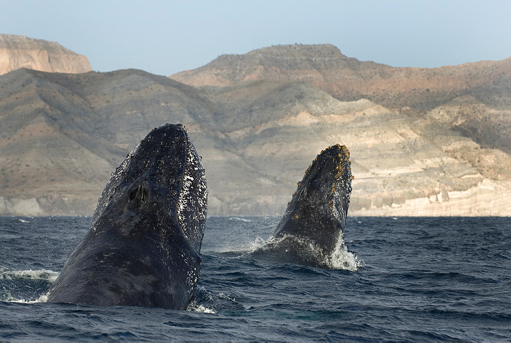 Humpback whale (megaptera novaeangliae)  The heads of two humpback whales, one chasing the other. Gulf of California.