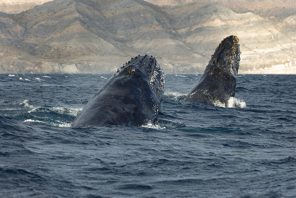 Humpback whale (megaptera novaeangliae)  The heads of two humpback whales, one chasing the other. Gulf of California.