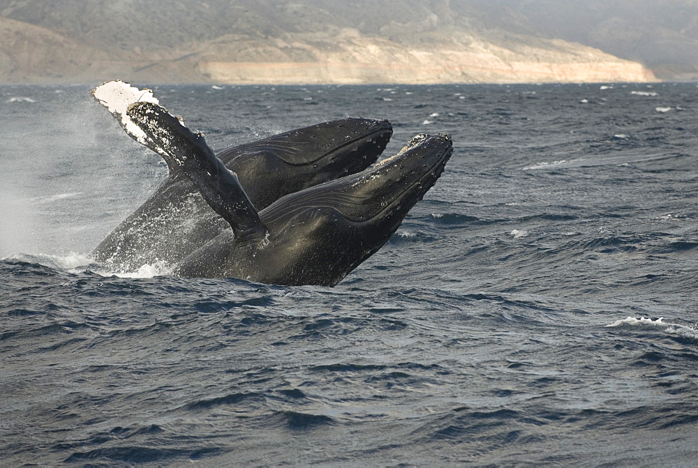 Humpback whale (megaptera novaeangliae) A pair of humpback whales breach in prefect harmony. Gulf of California.