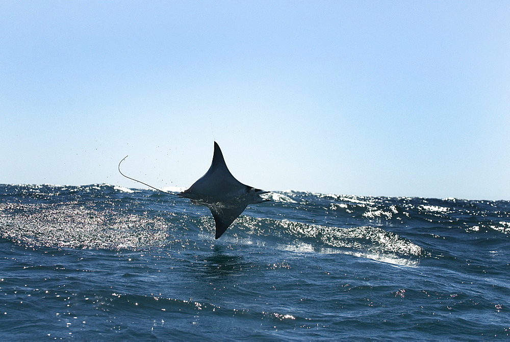 Mobula ray (mobula japonica) A mobula leaps clear of the water and skims the swell. Gulf of California.