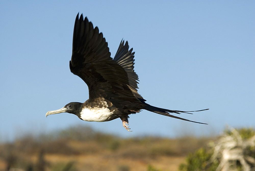 Magnificent frigat bird (fregata magnificens ) A female frigate bird in flight. Gulf of California.