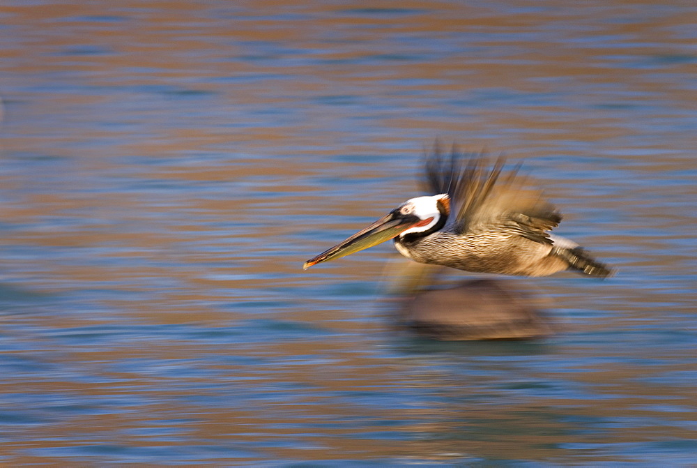 Brown pelican (pelecanus occidentalis) A pelican in the dawn light. Gulf of California.