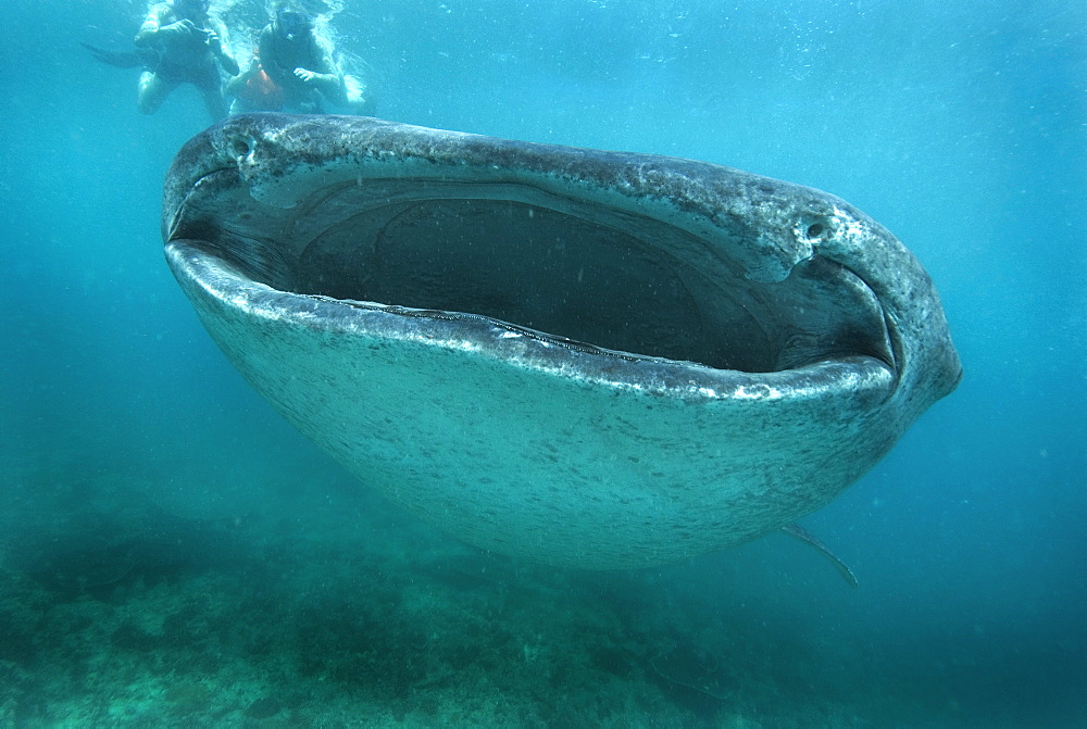 Whale Shark (Rhincodon typus). Gulf of California.