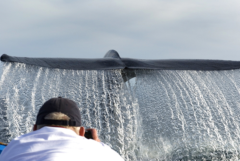 Blue whale (balaenoptera musculus) A delighted photographer with a blue whale tail streaming water right in front of him. Gulf of California.