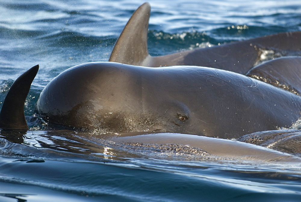 Short finned pilot whales (globicephala macrocephalus)The eye of a pilot whale as it cavorts on top of another animal during socialisnig.  Gulf of California.