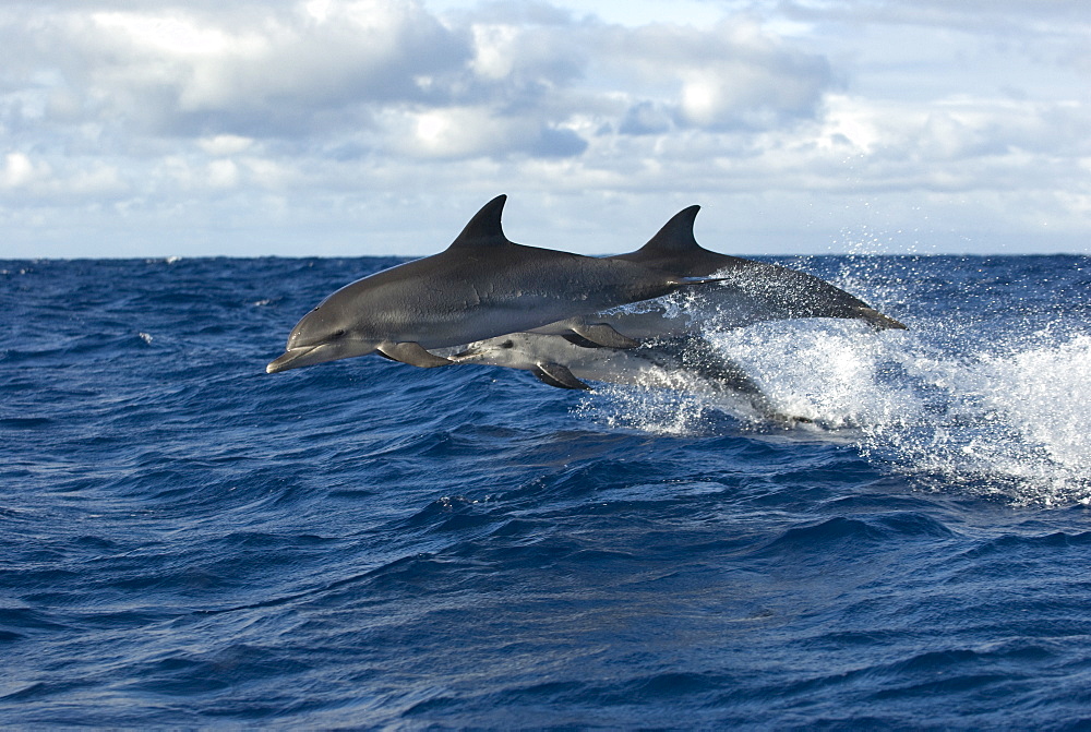 Spotted dolphin (stenella frontalis) Spotted dolphins leaping in an ocean swell. Azores.