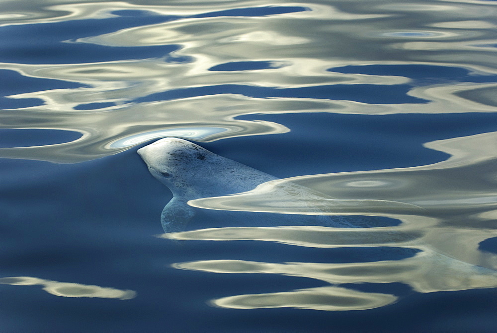 Risso's dolphins. (Grampus griseus)A Risso's dolphin surfaces in an oily sea. Azores.