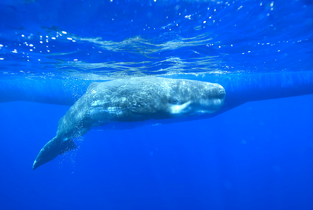 Sperm whale (physeter macrocephalus) A young sperm whale beside the hull of a yacht. Azores