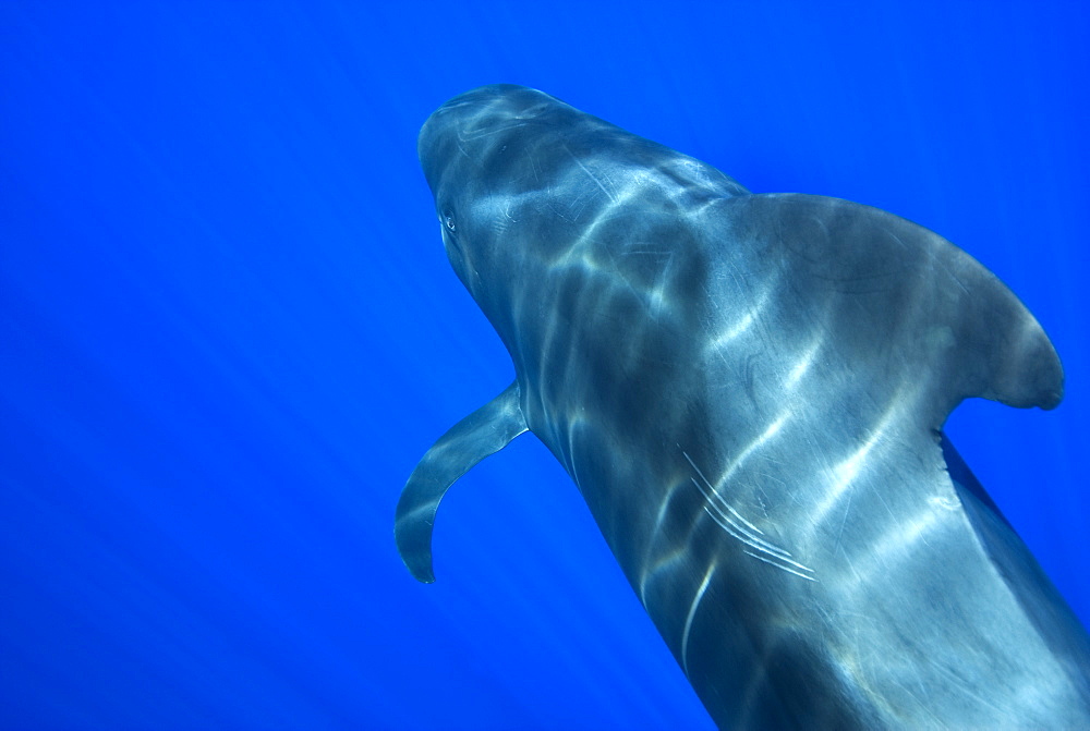 Pilot whale (globicephala macrorynchus) A pilot whale with scars on the flank. Canary Islands