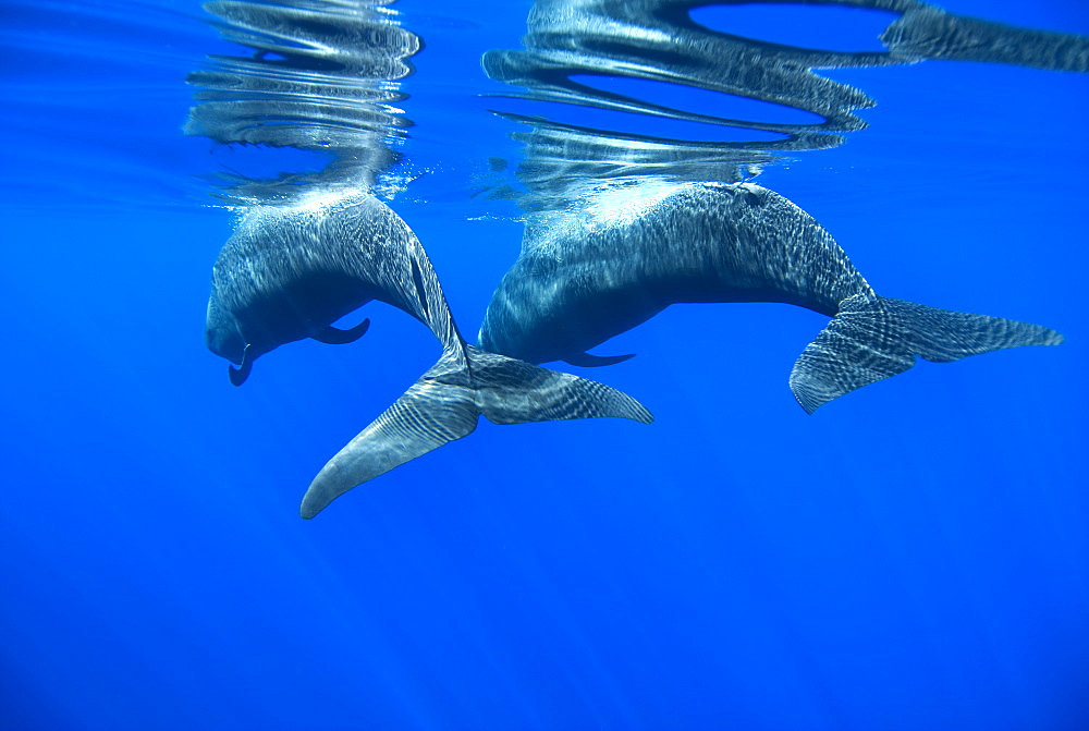 Pilot whale (globicephala macrorynchus) The tails of two pilot whales dappled with sunlight.Canary Islands