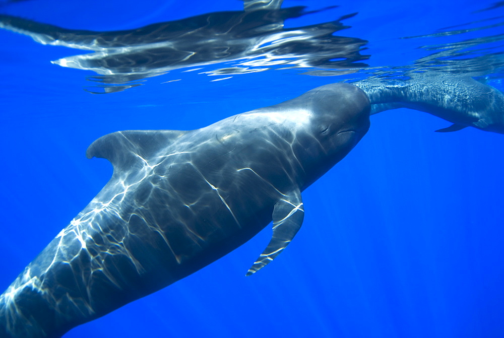 Pilot whale (globicephala macrorynchus) A pilot whale resting at the surface. Canary Islands