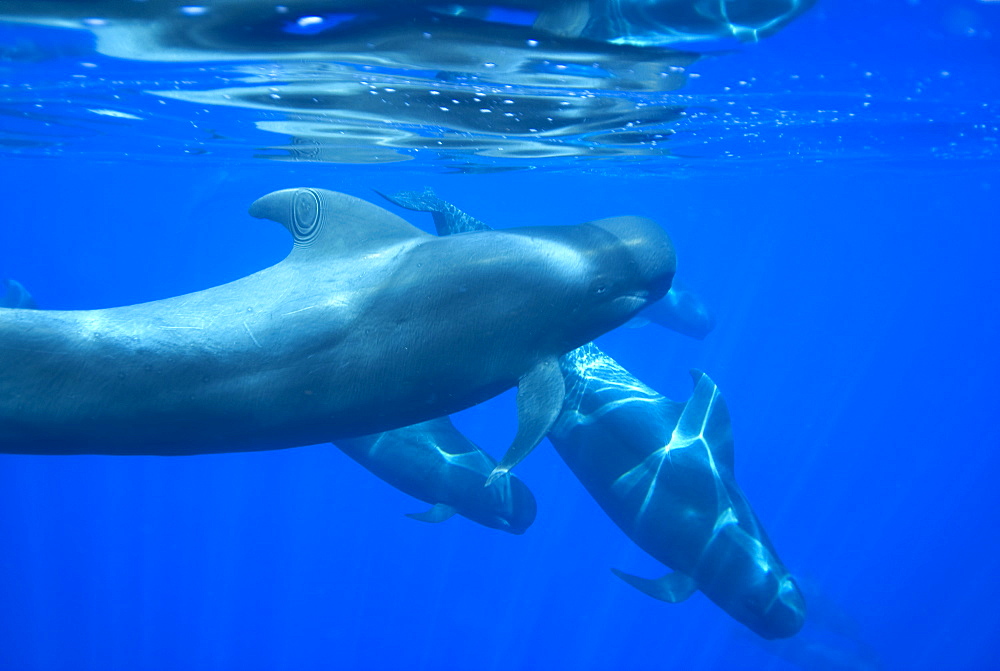 Pilot whale (globicephala macrorynchus) A pilot whale about to surface to breathe. Canary Islands