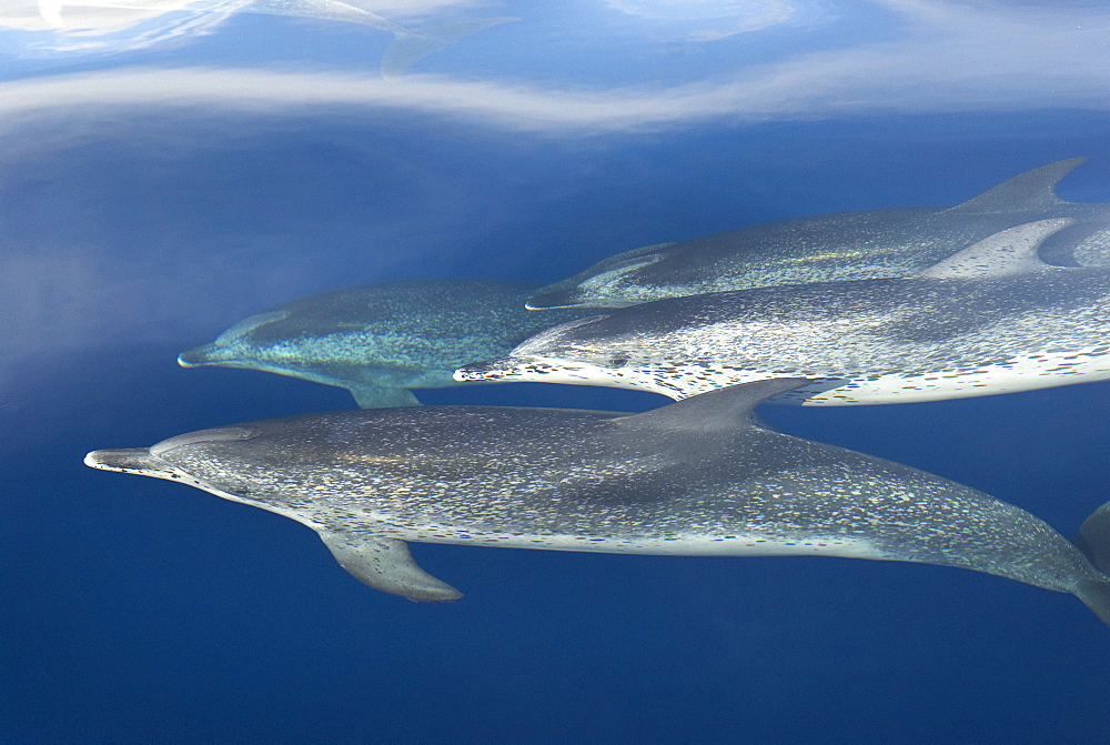 Spotted dolphins (stenella frontalis) Spotted dolphins in a silky sea. Canary Islands.