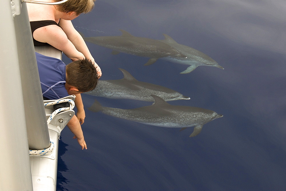 Spotted dolphins (stenella frontalis) Bowriding dolphins pass watchers on the deck above.  Canary Islands.