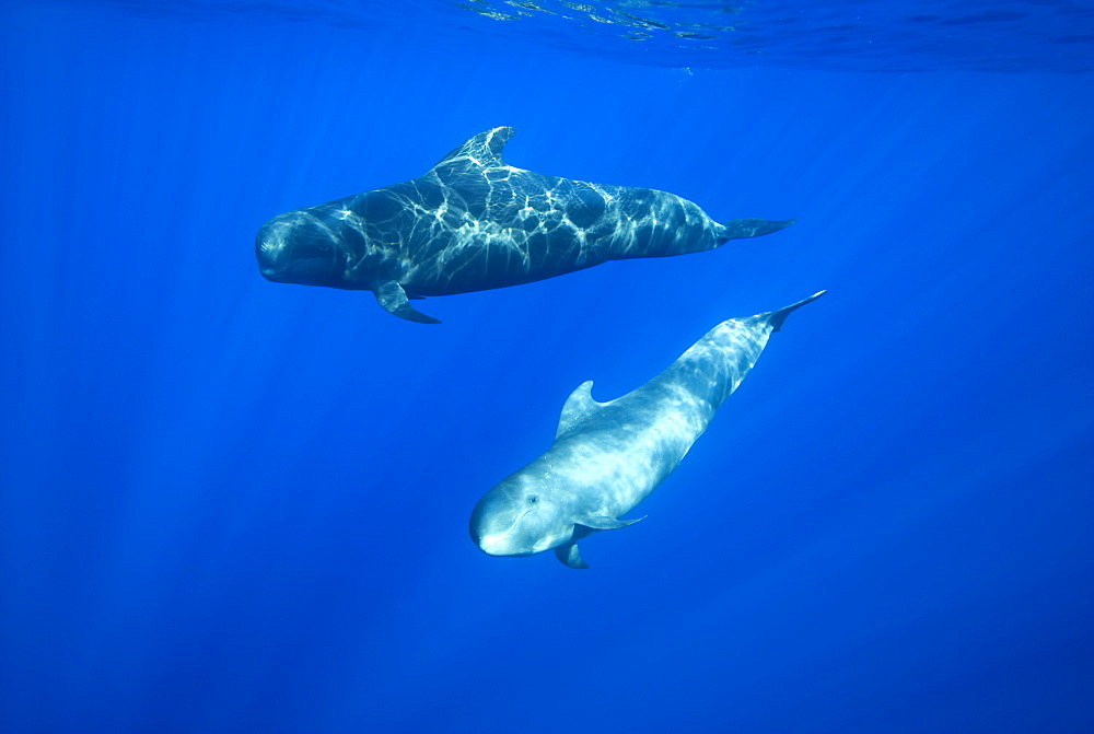 Short finned pilot whale (globicephala macrocephalus) A pilot whale juvenile swims past the photographer. Canary Islands