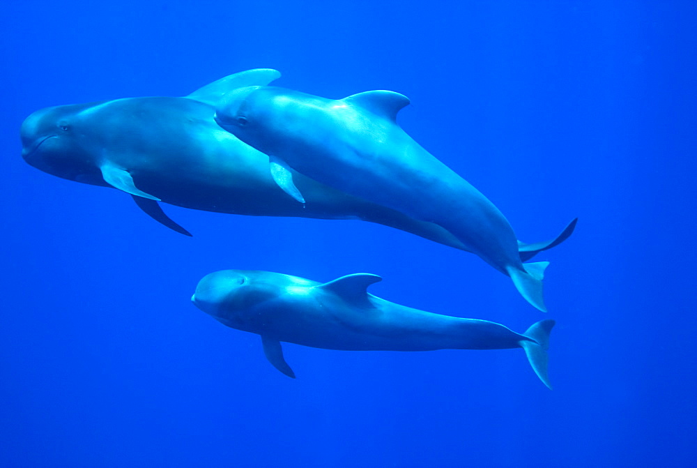 Short finned pilot whale (globicephala macrocephalus)An adult and two young pilot whales. Canary Islands