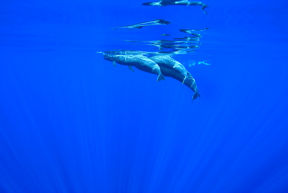 Short finned pilot whale (globicephala macrocephalus) Three pilot whales at the surface with a swimmer passing in the background. Canary Islands