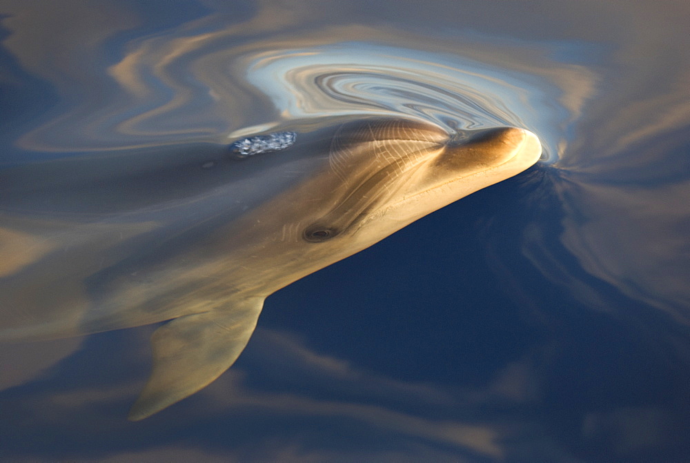 Bottlenose dolphin(tursiops truncatus) A bottlenose dolphin surfaces in a silky sea. Canary Islands