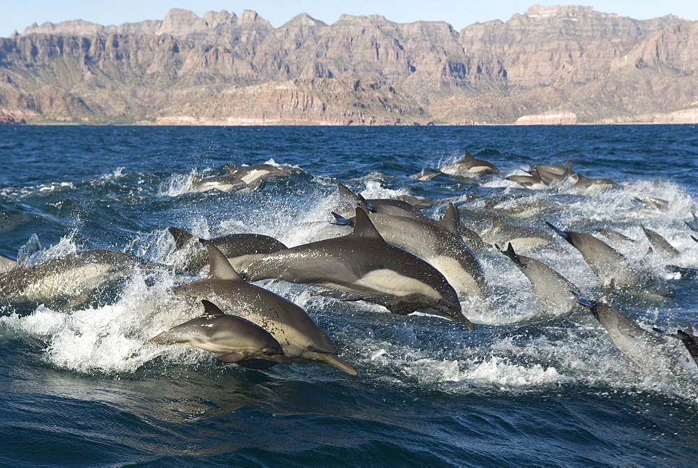 Common dolphins (delphinus delphis.Common dolphin in a tight group with a baby. Gulf of California.