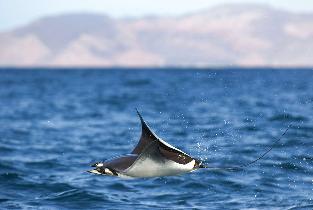 Mobula rays (Mobula japonica) A leaping mobula ray. Gulf of California.