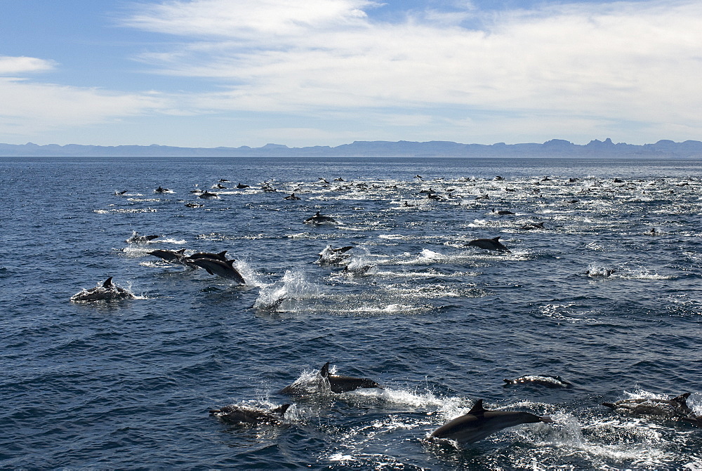 Common dolphins (delphinus delphis. A large group of commin dolphins.  Gulf of California.