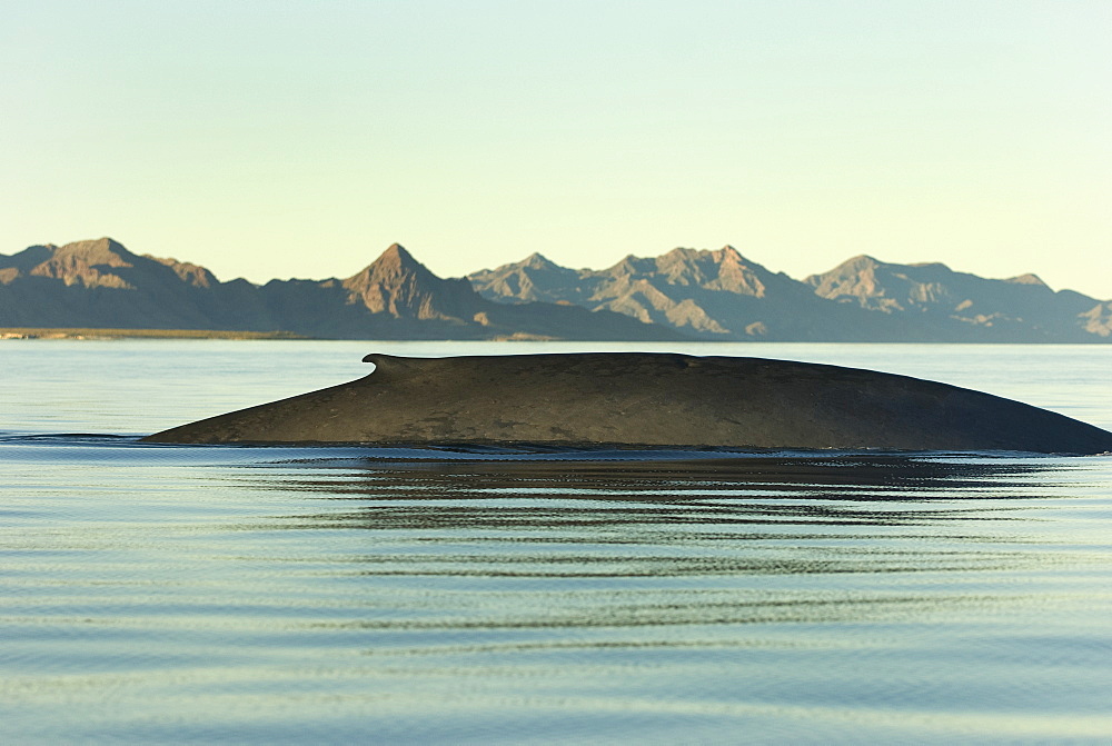 Blue whale (balaenoptera musculus) A blue whale in front of isla Carmen. Gulf of California.