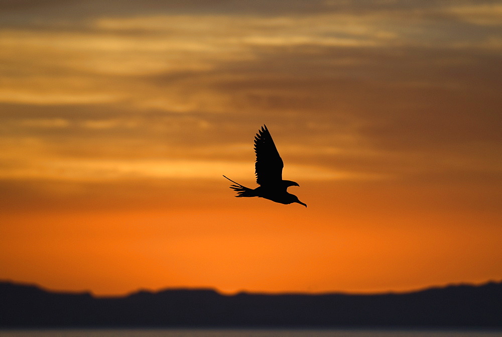 Magnificent frigate bird (fregata magnificens) The silhouette of a frigate bird. Gulf of California.