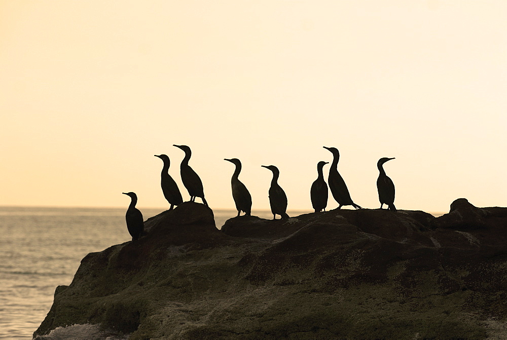 Brandt's cormorant (Phalacrocorax penicillatus) A line up of cormorants.  Gulf of California.