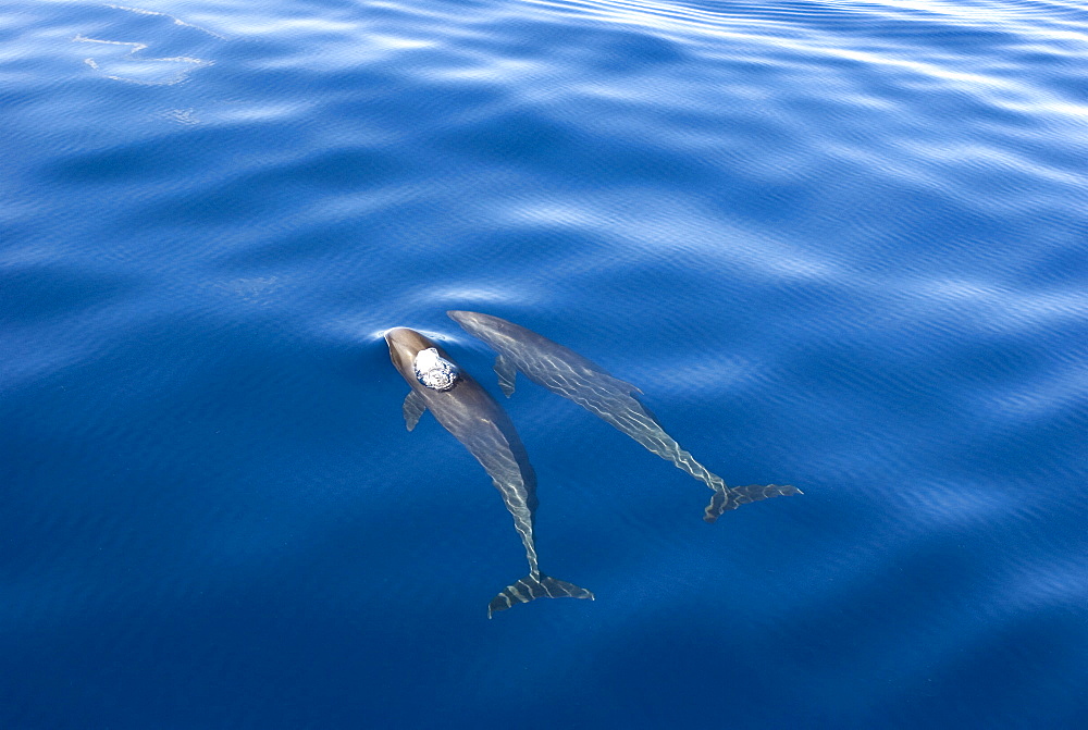 Melon headed whales (Electra dolphin)  . A melon headed whale blowing bubbles. Eastern Caribbean