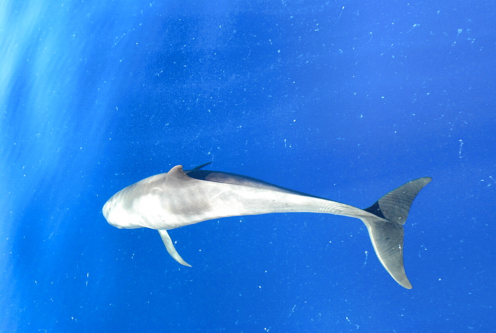 Melon headed whales (Electra dolphin)  .  A melon headed whale diving into a seafull of white plankton. Eastern Caribbean