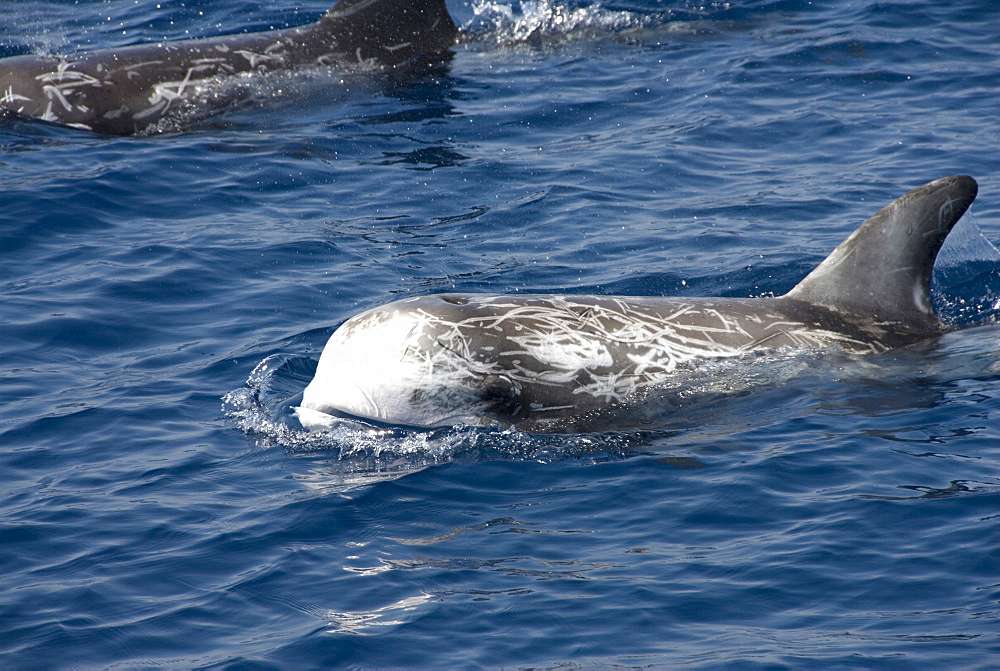 Risso's dolphin (grampus griseus). A typically scarred Risso's dolphin. Mediterranean Sea