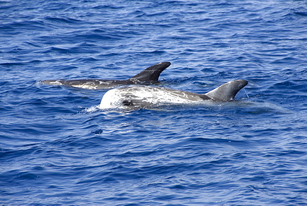 Risso's dolphin (grampus griseus). A pair of Risso's dolphin showig typical scarring and colouration. Mediterranean Sea