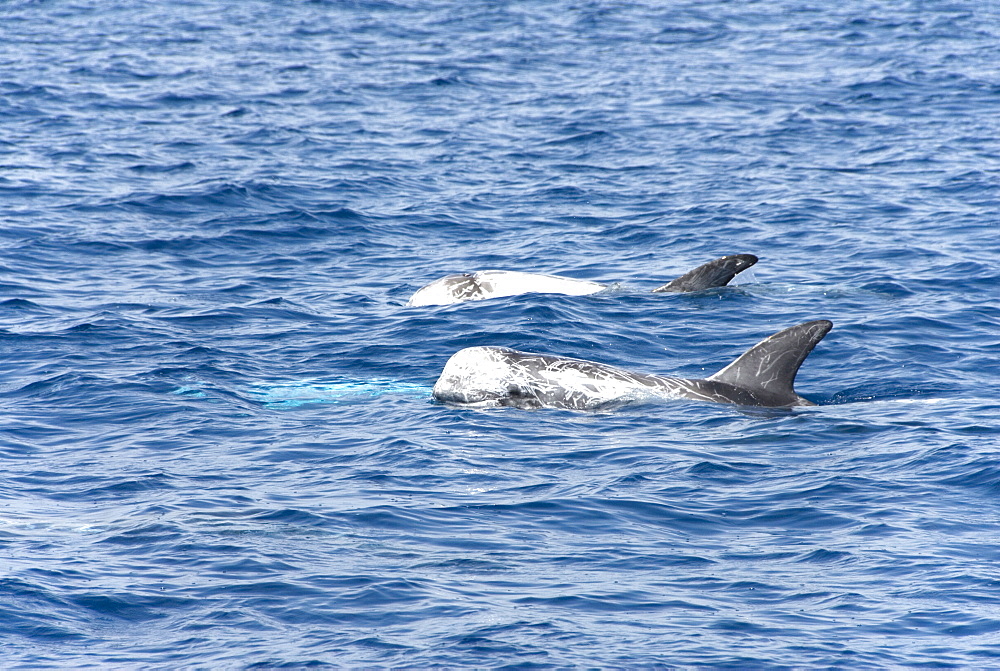 Risso's dolphin (grampus griseus). A Risso's dolphin showing the blunt head, tall dorsal fin and common scarring. Mediterranean Sea