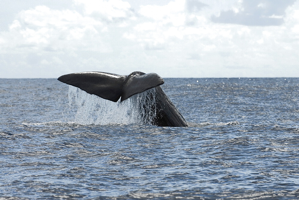 Sperm whale (physeter macrocephalus). A sperm whale tail. Eastern Caribbean