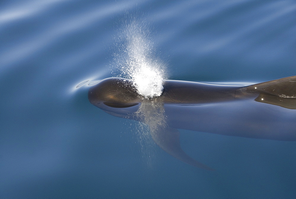 Short finned pilot whale (Globicephala macrorynchus). A pilot whale showing  its pectoral fin and a reflected blow. Gulf of California.