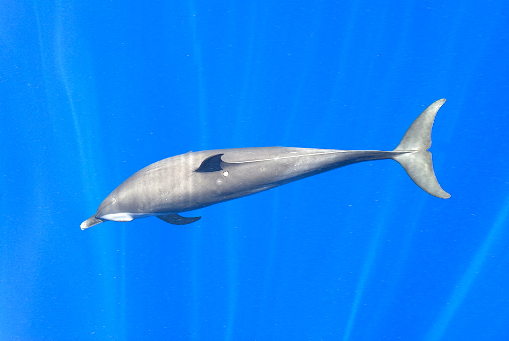 Atlantic spotted dolphin (stenella frontalis)  . A spotted dolphin in rays of sunlight. Eastern Caribbean