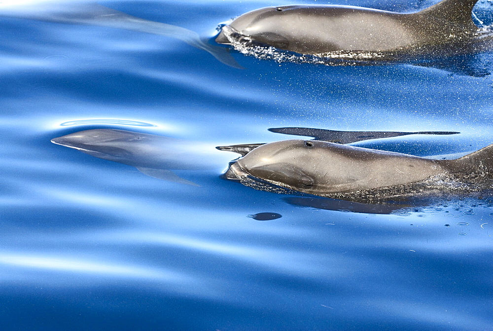 Melon headed whales (Electra dolphin)  . A close up of a melon headed whale surfacing. Eastern Caribbean