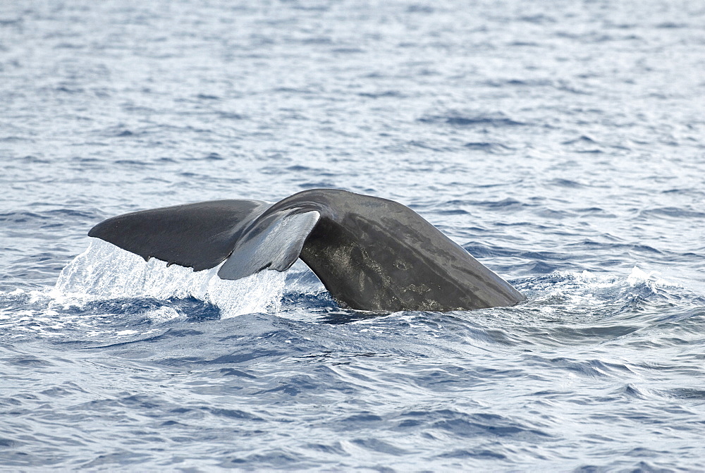 Sperm whale (physeter macrocephalus)  . A sperm whale tail. Eastern Caribbean